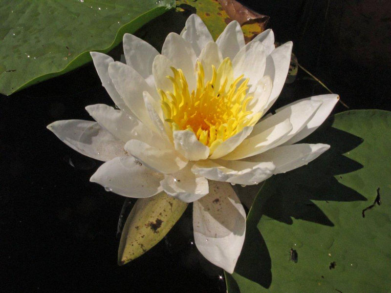 Water lily - Aug 5, 2012