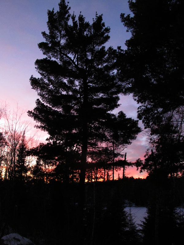 white pine_against_evening_sky_-_20111202