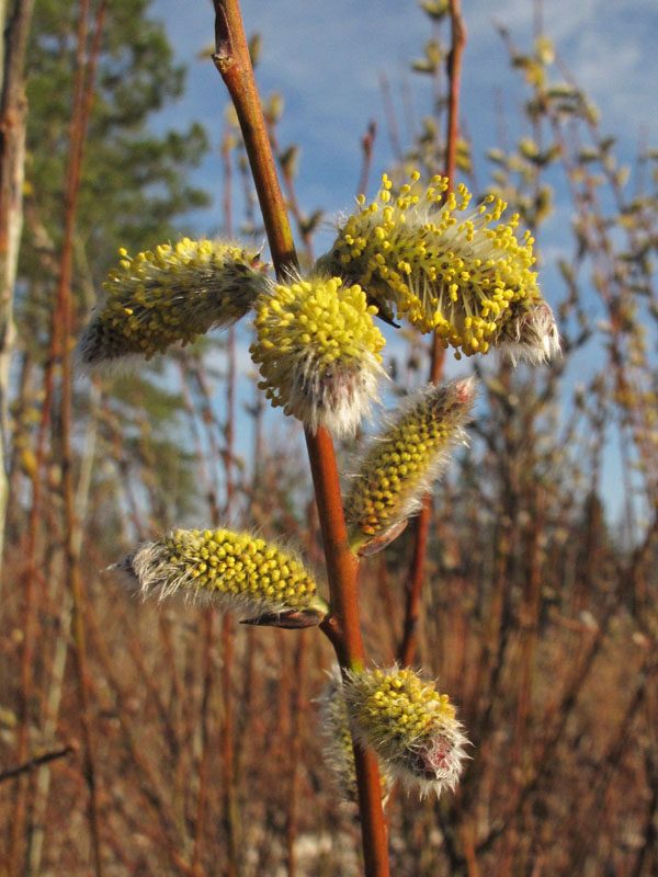 Male willow catkins = March 25, 2012