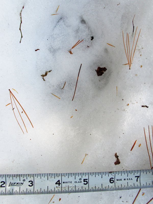 Wolf track - March 11, 2012