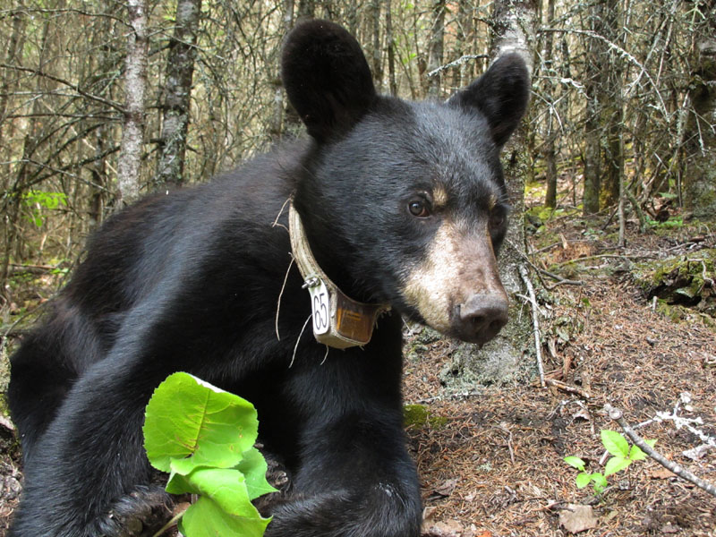Wounded yearling - July 11, 2012