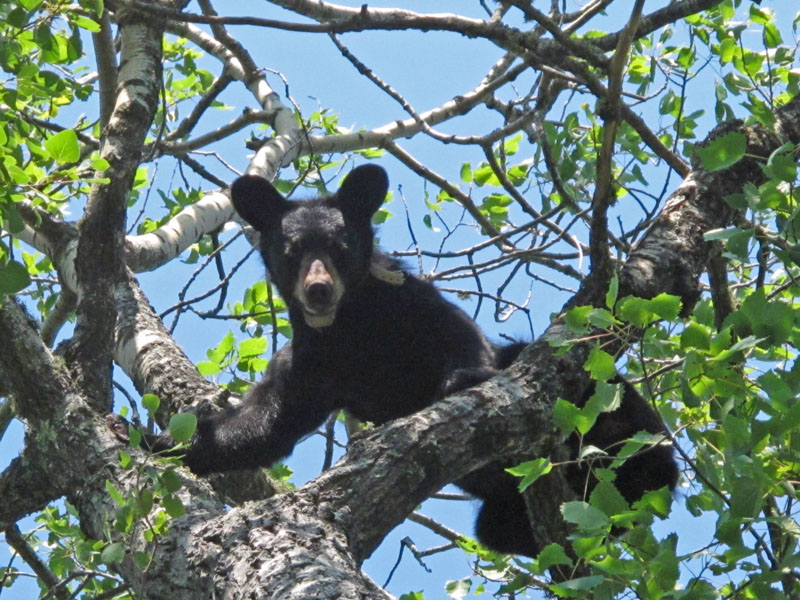 Wounded yearling in tree - July 11, 2012