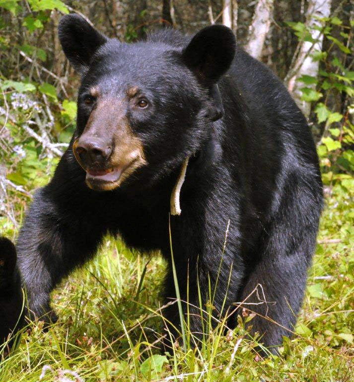 Jewel hobbling - Aug 14, 2012