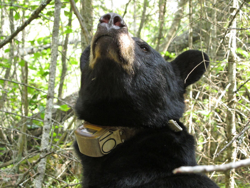 June sniffs the air - Aug 15, 2012