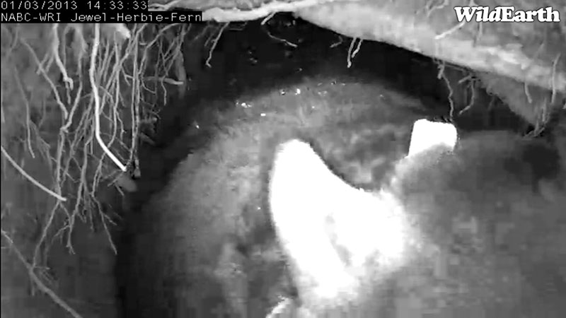 Jewel leans out to eat snow - Jan 3, 2013