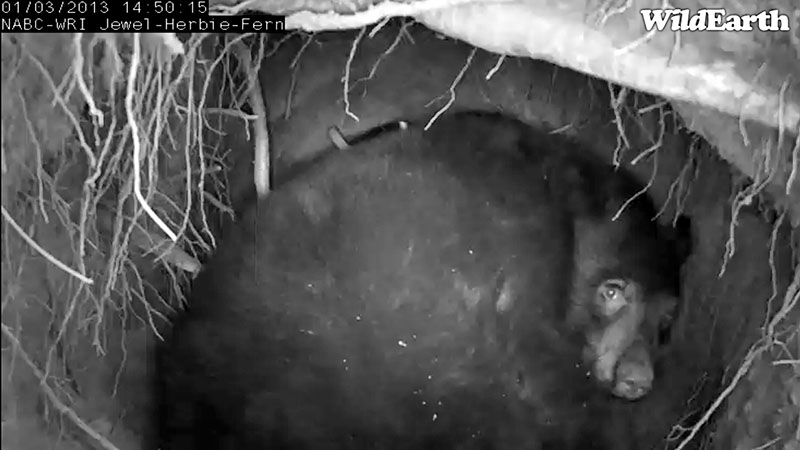 Jewel's cub peeks at camera before defecating - Jan 3, 2013 