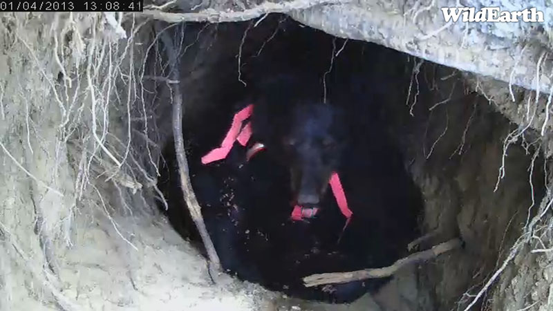 A rare color image of Jewel - Jan 4, 2013