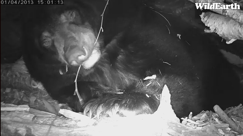 Lily chews twig - Jan 4, 2013