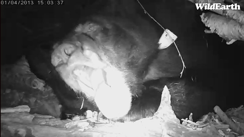 Lily yawns - Jan 4, 2013