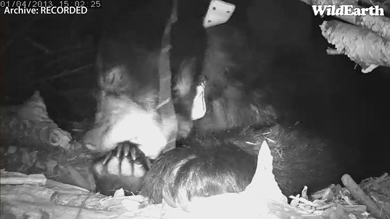 Lily bites foot - Jan 4, 2013