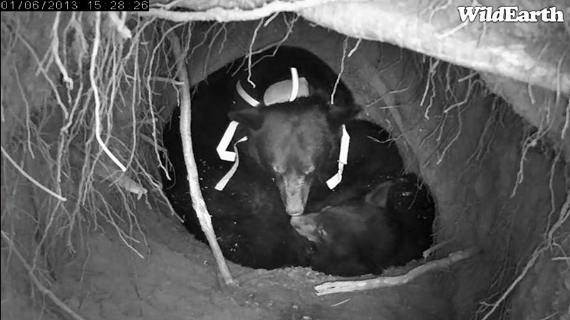 Jewel and cub - Jan 6, 2013