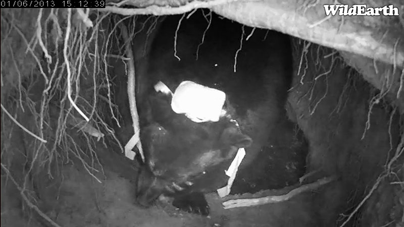 Jewel rubs face with paw - Jan 6, 2013