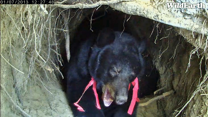 Jewel yawns - Jan 7, 2013