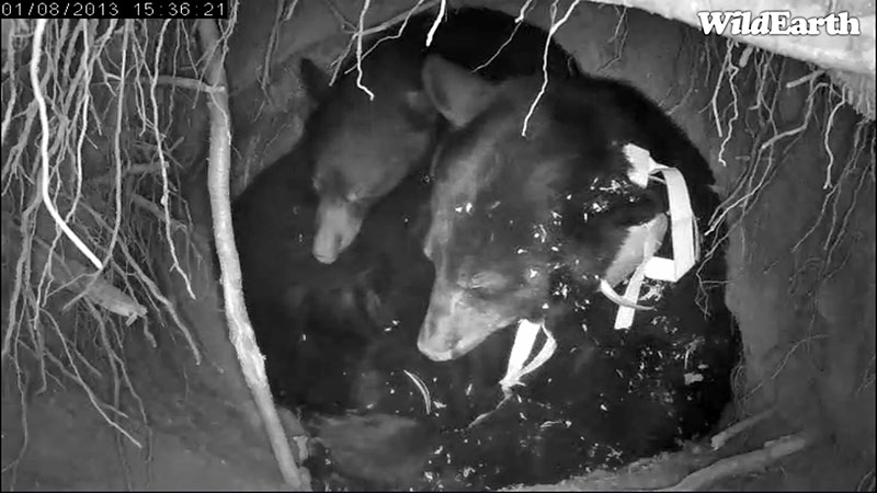 Jewel and fussy cub - Jan 8, 2013