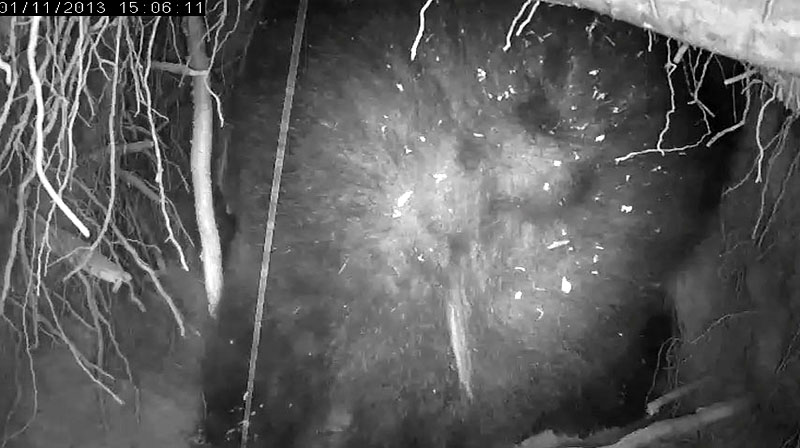 Jewel's backside for comparison - Jan 11, 2013