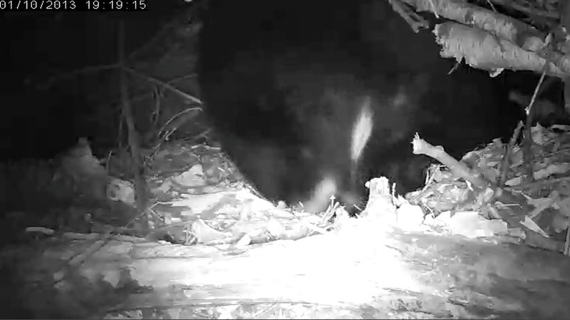 Lily will have cubs! - Jan 11, 2013