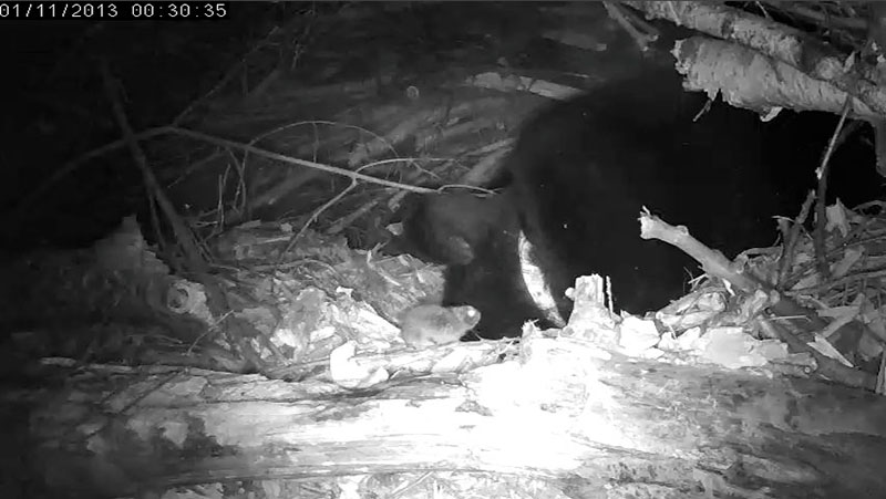 Vole visits Lily - Jan 11, 2013