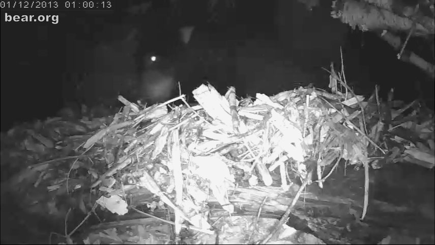 Lily gives birth - Jan 12, 2013