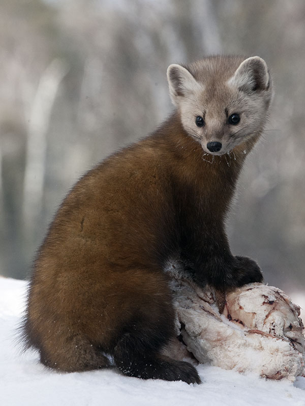 Tail-less pine marten - Jan 13, 2013