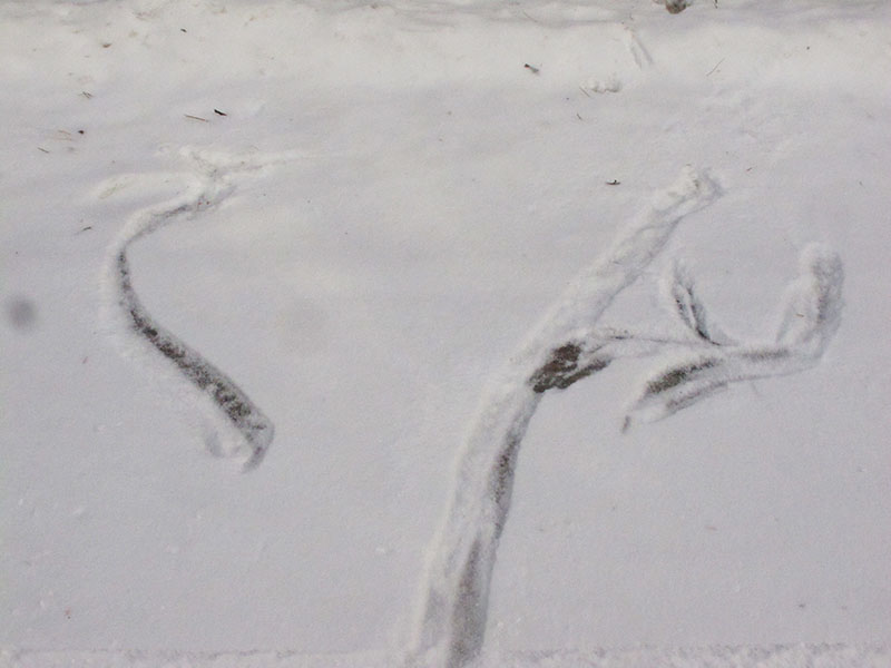 Tracks where deer slipped on ice - Jan 13, 2013