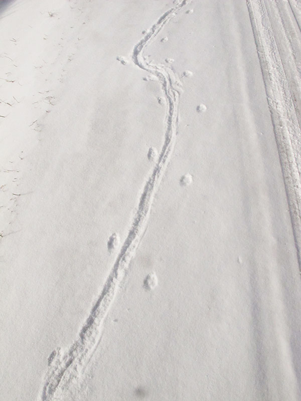 Tracks of red fox dragging trap - Jan 13, 2013