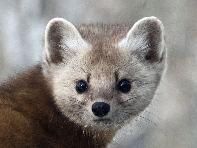Pine marten - Jan 13, 2013