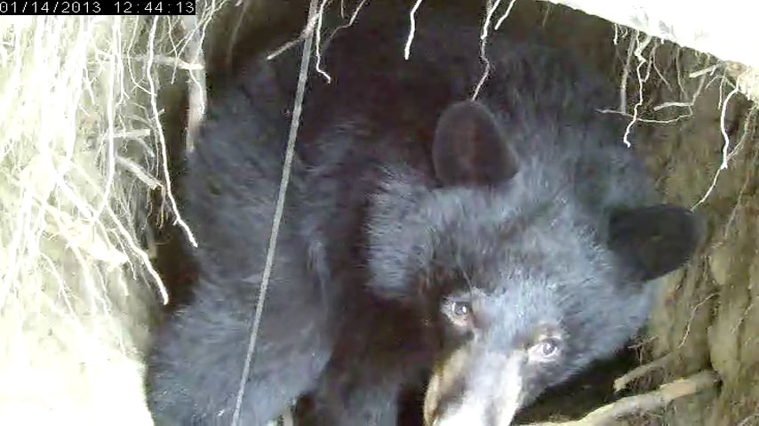 Herbie - Jan 14, 2013  