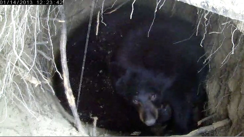 Herbie - Jan 14, 2013