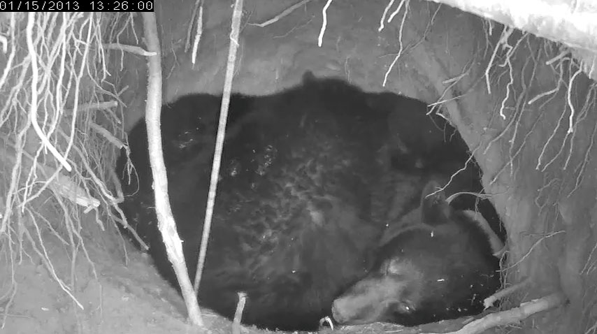 A pile of bears in Jewel's den - Jan 15, 2013