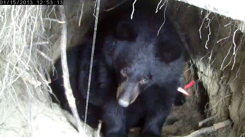 Herbie - Jan 15, 2013