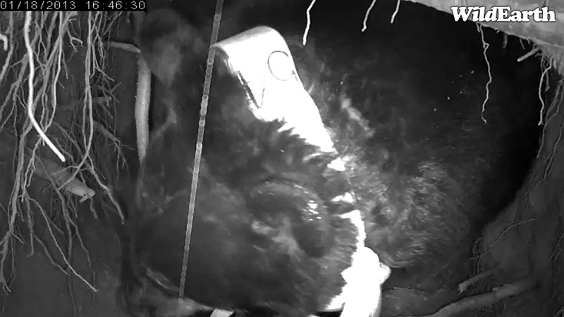 Jewel backs into den after eating snow - Jan 18, 2013