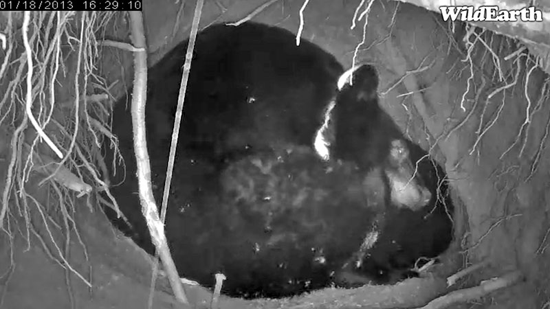 Jewel scratches her cheek with a hind paw - Jan 18, 2013