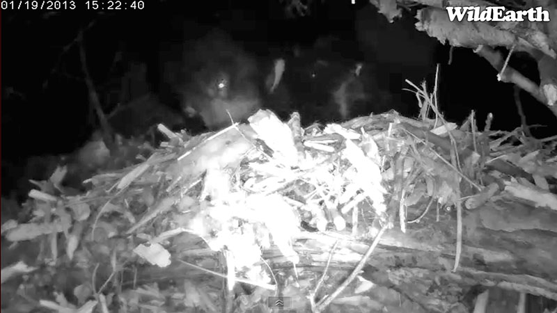 Lily rearranges bedding - Jan 19, 2013