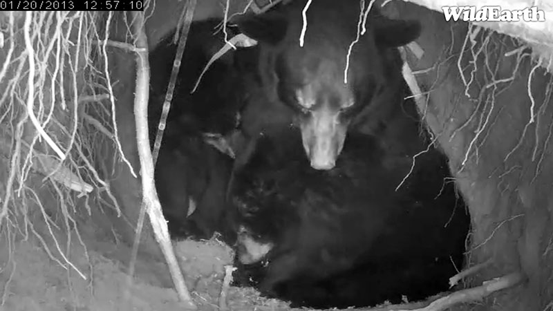 Jewel and yearlings - Jan 20, 2013