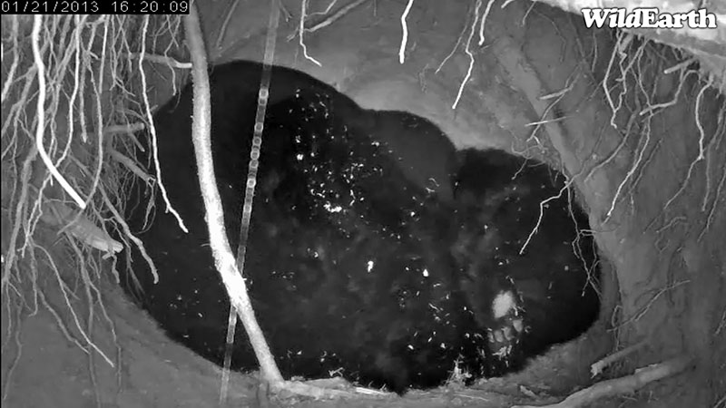 Jewel sleeping with front left foot exposed