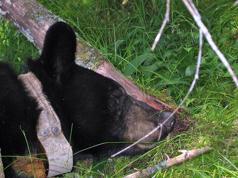 June bedded in cedar swamp - Aug 13, 2004