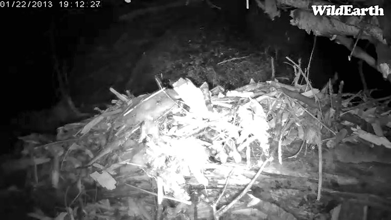 Frost on Lily's back - Jan 22, 2013  