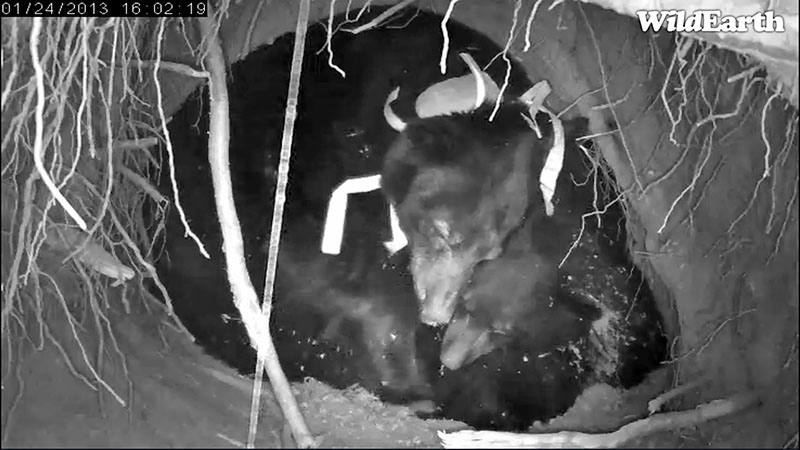 Jewel and yearling - Jan 24, 2013  