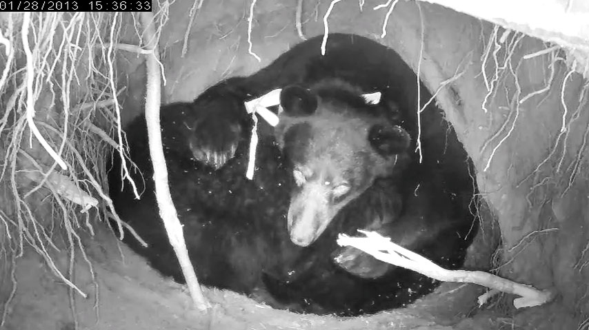Jewel leans on the cubs as she sleeps - Jan 28, 2013