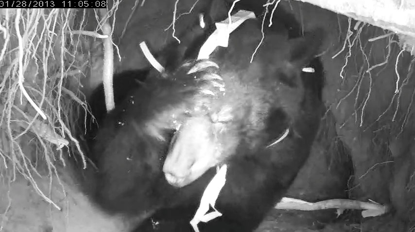 Jewel paws at her ribbons - Jan 28, 2013