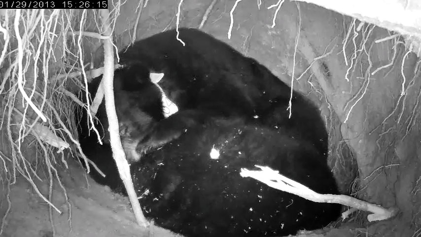 Jewel leans on her yearlings - Jan 29, 2013