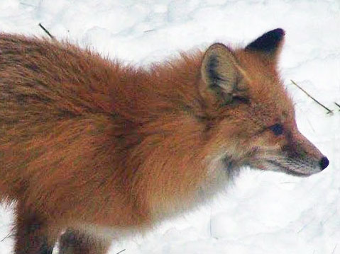 Red fox - Jan 29, 2013