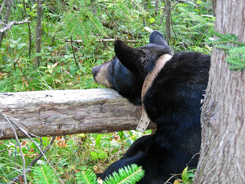 June rests her head on log - Aug 23, 2004