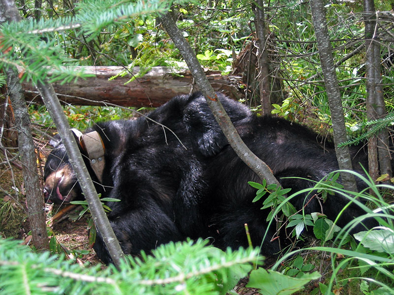 June sleeps soundly - Aug 23, 2004