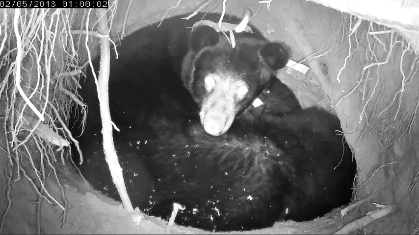 Jewel on alert - Feb 5, 2013