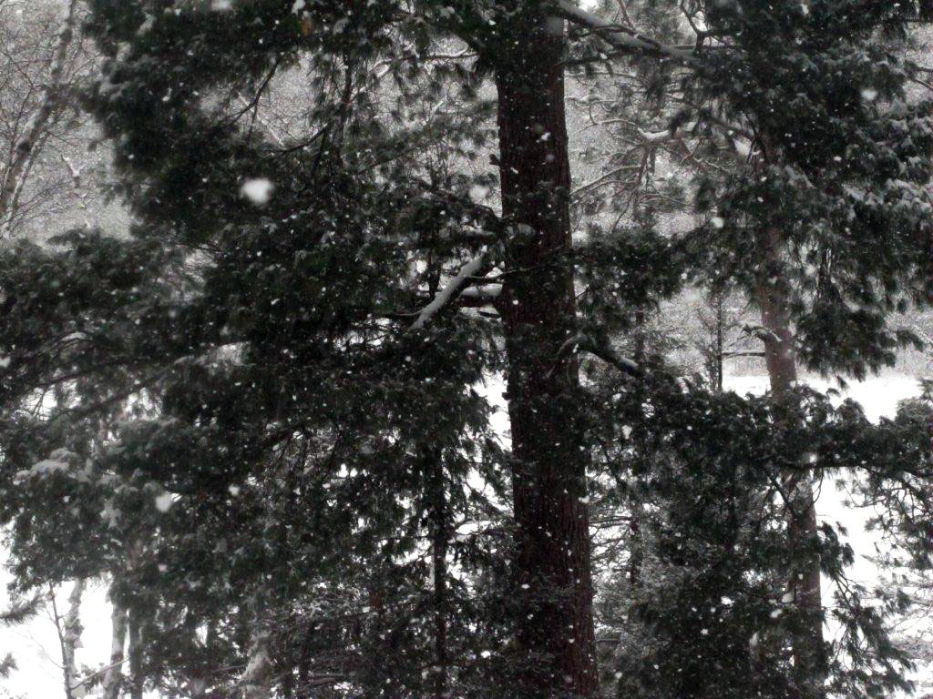 Snowing - Feb 6, 2013