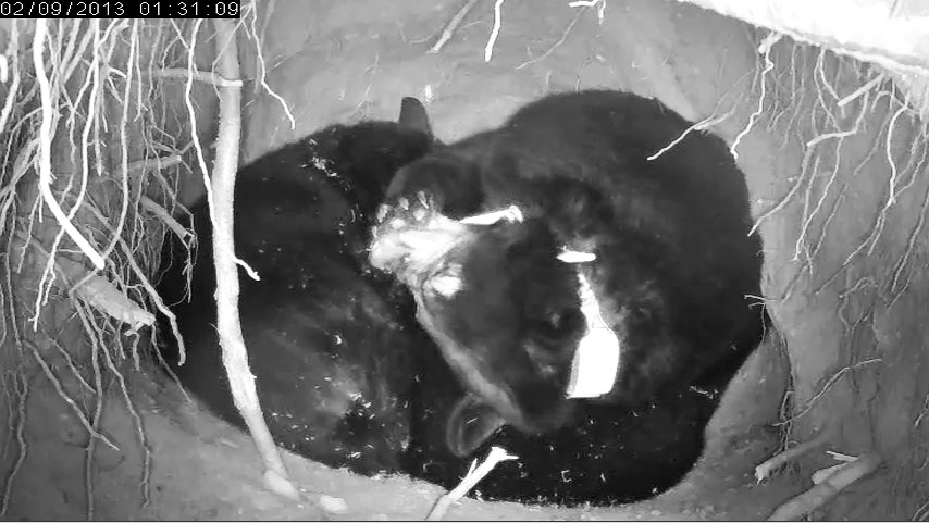 Jewel chews her footpads - Feb 9, 2013