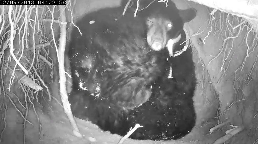 Herbie stands on Fern and wakes Jewel as he shifts position - Feb 9, 2013