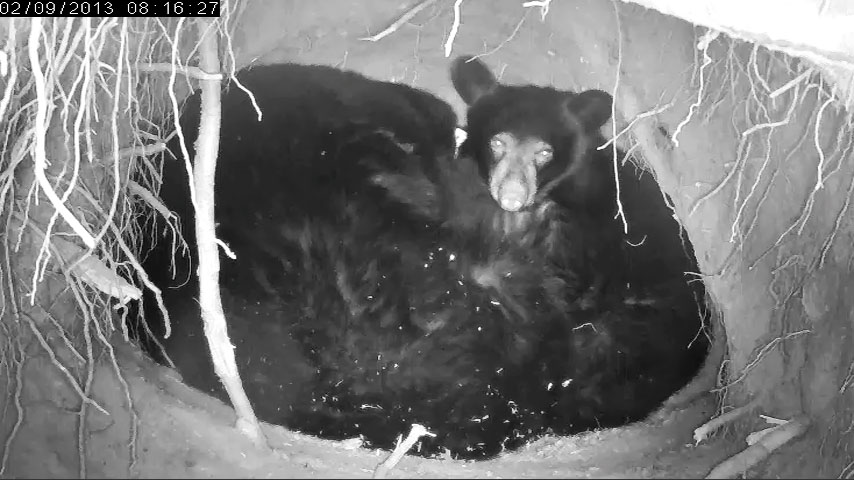 Fern surfaces - Feb 9, 2013