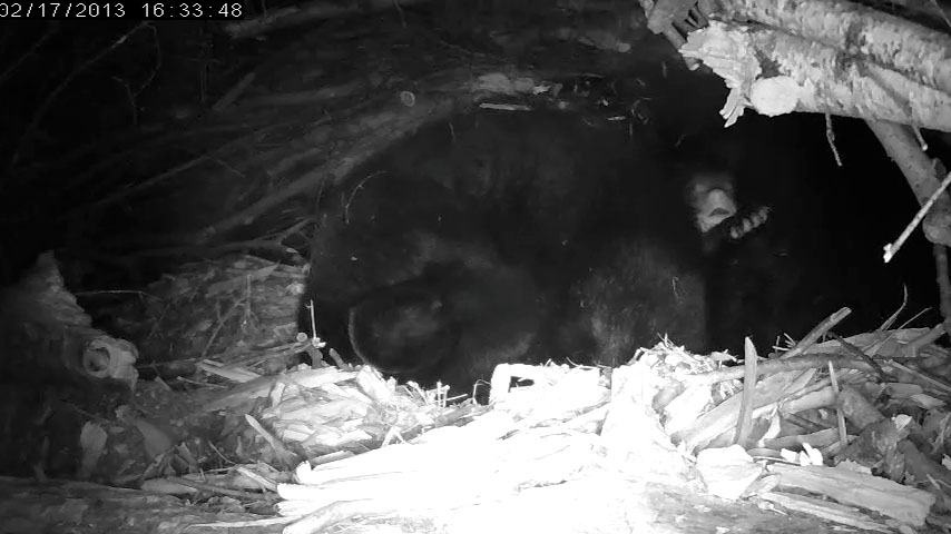 Lily's cub emerging